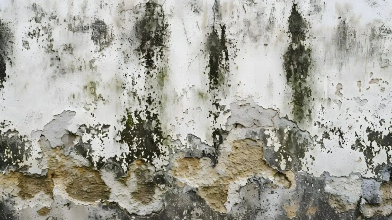 Wall with dark green and black mold patches over peeling paint