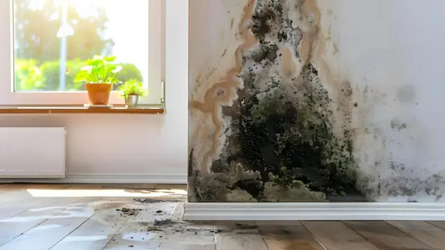 Dark mold growing up a white wall in the corner of a bright room with a window